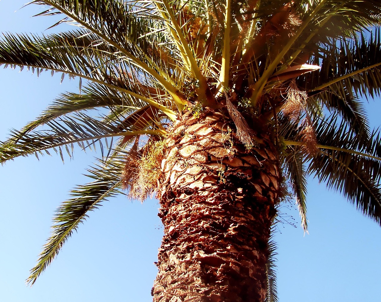 Farhan Date Palm Farm Dubai