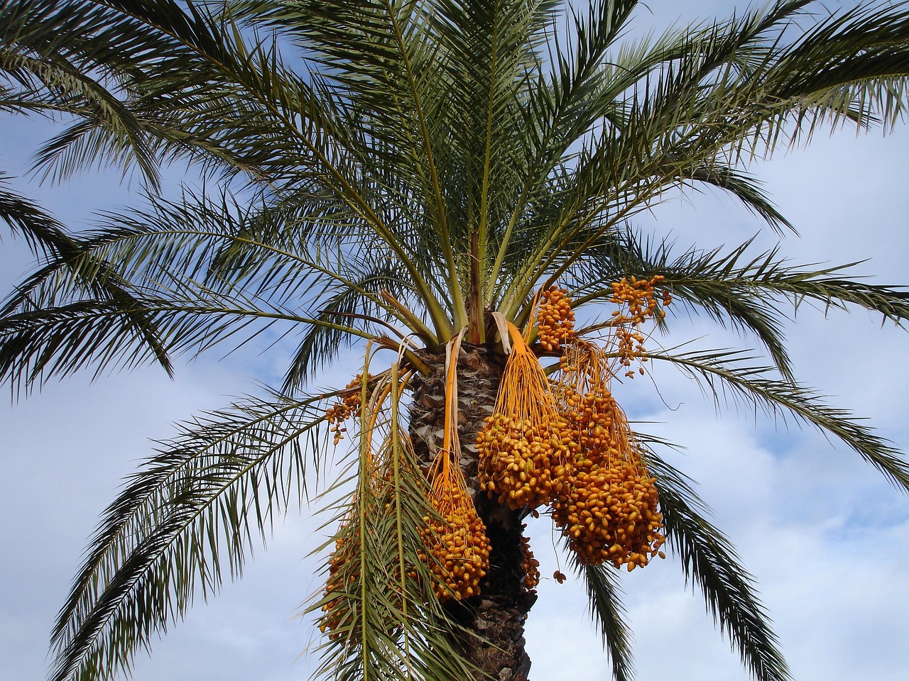 Date Palm Trees Dubai